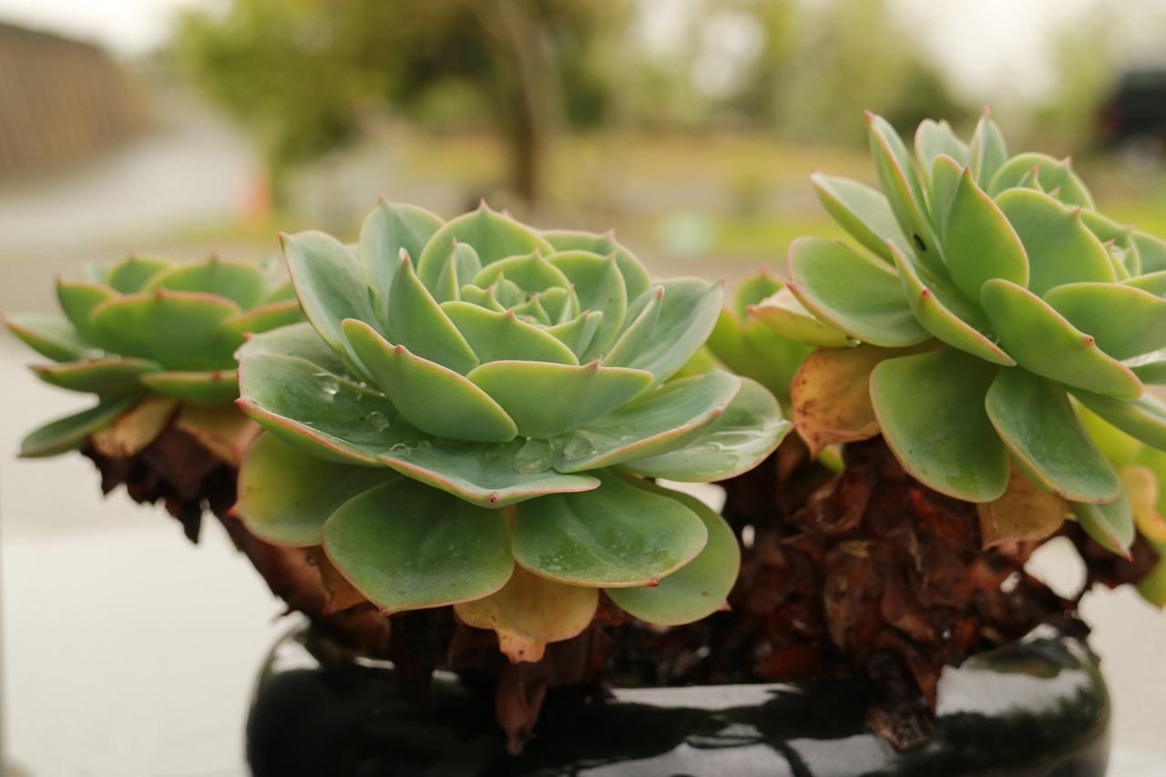 2024澳门特马今晚开奖93,经典说明解析_动态版46.159