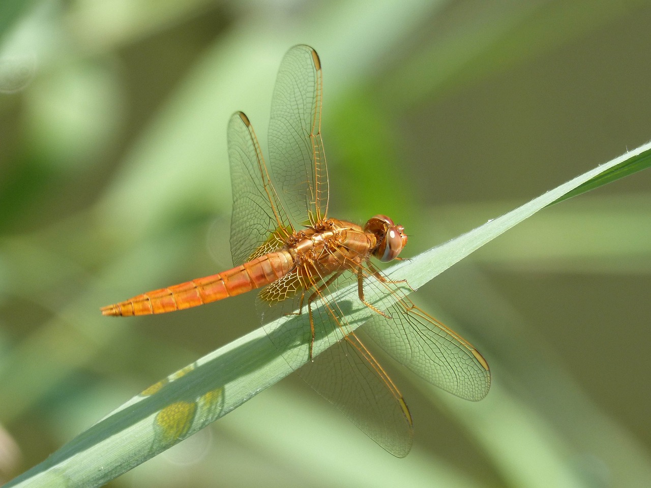 蜻蜓点金最新版本功能解析及应用指南