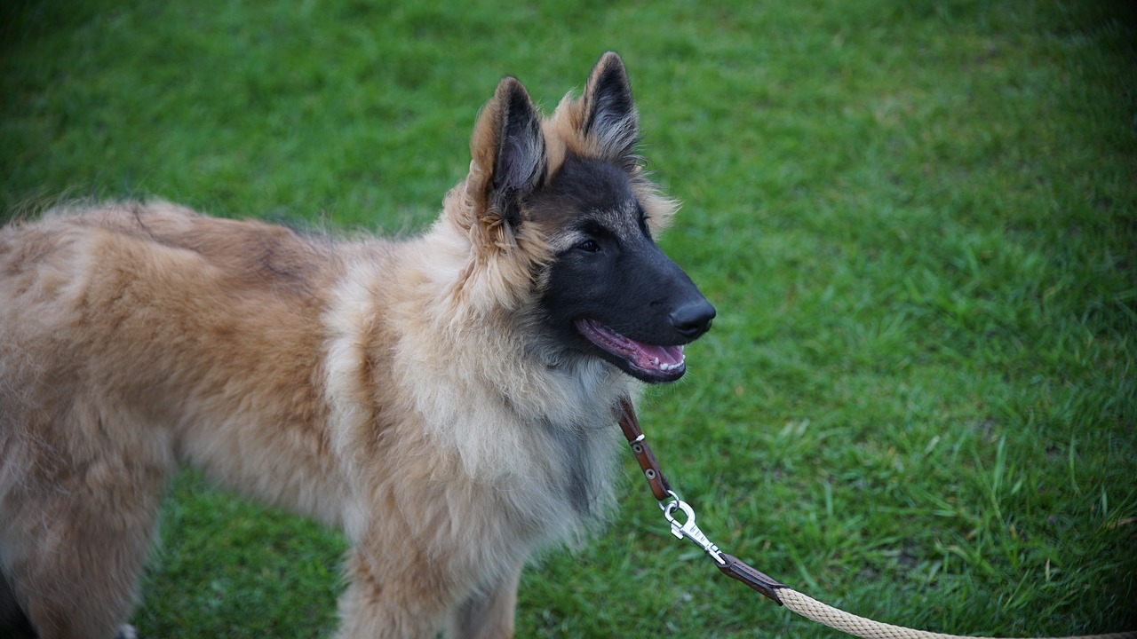 今日半夏干货最新报价与市场动态分析摘要