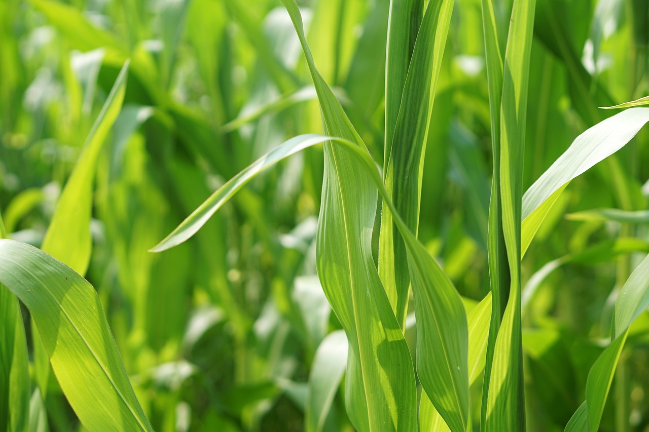 湖北油菜籽最新价格及分析概述